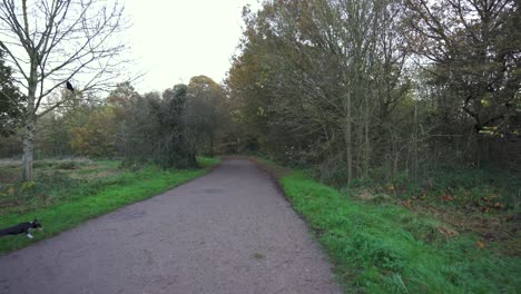 First-person-view-walking-the-dog-through-a-forest-pathway-in-Autumn