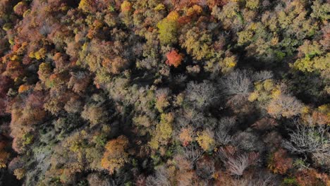 Aerial:-zenital-shot-of-an-autumn-forest-with-trees-in-yellowish-colours
