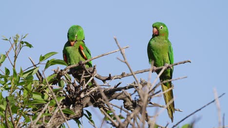 Two-shy-love-birds-of-white-eyed-parakeet,-psittacara-leucophthalmus-perched-side-by-side-on-tree-top,-one-preening-its-beautiful-green-feathers-on-the-breast-against-blue-sky