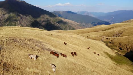 Aerial:-horses-and-cows-grazing-on-high-mountain-in-a-gold-colored-field