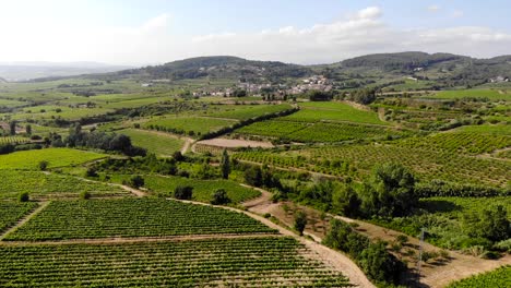 Aerial:-town-among-green-vineyards
