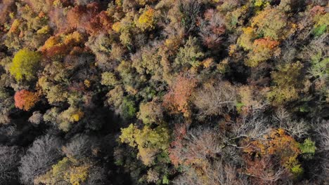 Antenne:-Zenitalaufnahme-Eines-Herbstlichen-Waldes-Mit-Bäumen-In-Gelblichen-Farben