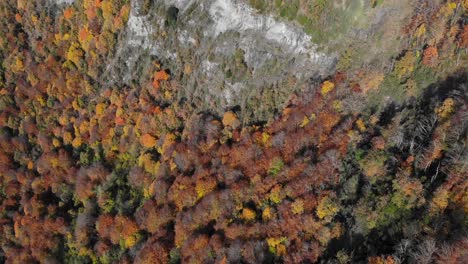 Aerial:-zenital-shot-of-an-autumn-forest-with-trees-in-yellowish-colours,-surrounding-mountains-and-pyrenees-mountain-range-in-the-background