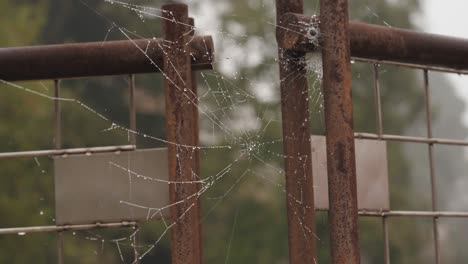 Close-up-of-cobweb-in-front-of-a-rusty-iron-gate