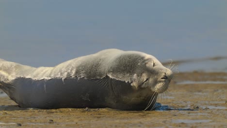 The-seal-is-sunbathing-on-the-shore-of-the-Wadden-sea