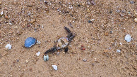 View-of-eroded-seashells-and-crab-laying-on-the-beach-sand-in-Hong-Kong