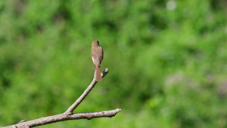 Brown-Shrike,-Lanius-cristatus-seen-from-its-back-on-top-of-a-bare-branch-under-the-afternoon-sun-as-it-looks-to-the-left-in-Phrachuap-Khiri-Khan,-Thailand