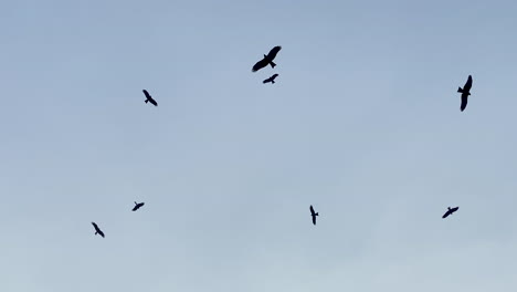 Flock-of-black-birds-flying-in-the-blue-sky,-looking-up-establishing-shot