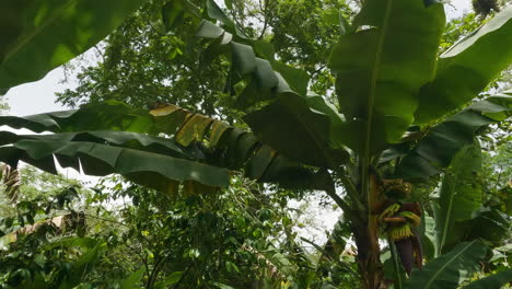 Dolly-shot-past-dense-tropical-plants-and-foliage-including-banana-trees-in-Dominican-Republic