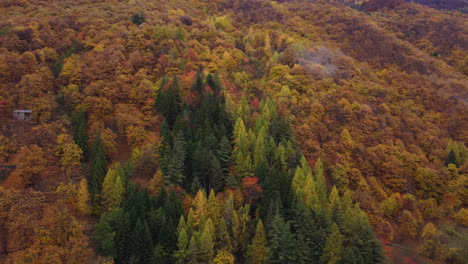 árboles-Del-Bosque-De-Otoño-Follaje-Amarillo-Y-Rojo,-Vista-Aérea-Del-Bosque-En-Temporada-De-Otoño,-Parque-Natural-Colorido