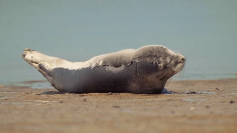Ein-Seehund-Wird-Am-Ufer-Der-Insel-Texel,-Niederlande,-Schläfrig