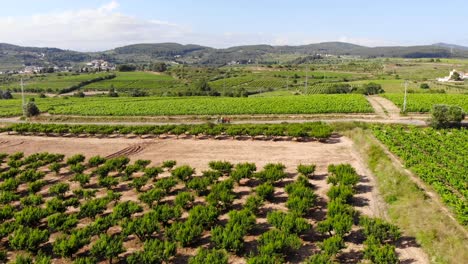Aerial:-green-fruit-trees-and-vineyards-and-a-tractor-in-the-background