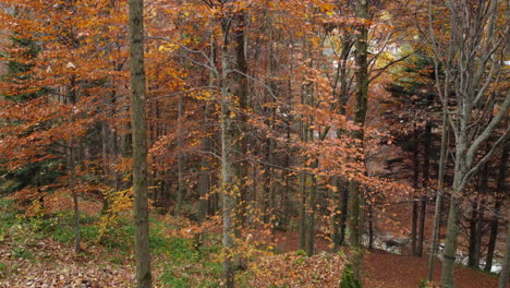 Herbstwaldbäume-Gelbes-Und-Rotes-Laub,-Waldluftbild-Im-Herbst