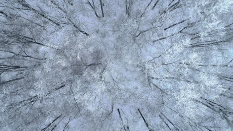 Drone-rises-over-a-frozen-forest-of-barren-tree-branches