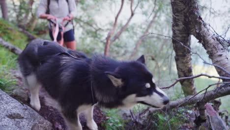 Alaskan-Malamute-Biting-Dry-Branches-While-On-A-Hike-At-Katthammaren-Mountains-In-Norway