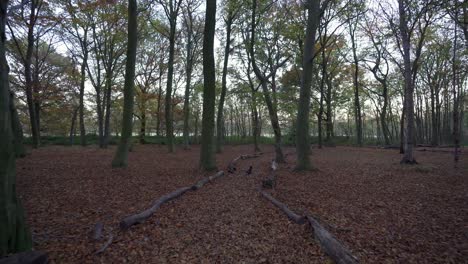 First-person-view-of-walking-the-dog-in-a-forest-full-of-autumn-colours