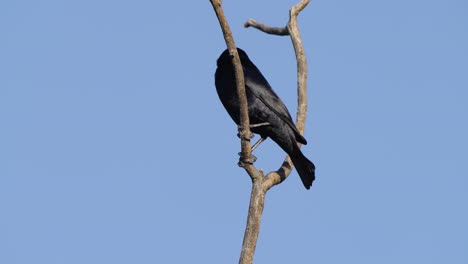 Un-Pájaro-Tordo-De-Aspecto-Magnífico,-Molothrus-Bonariensis-Con-Una-Pluma-Negra-Reflectante-Brillante-Colgando-De-Una-Rama-De-árbol-En-Forma-De-Ay,-Explorado-Alrededor-Y-Lanzando-La-Rama-En-Un-Movimiento-Acrobático-Y-Elegante