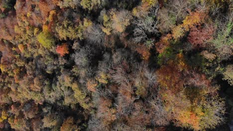 Antenne:-Zenitalaufnahme-Eines-Herbstlichen-Waldes-Mit-Bäumen-In-Gelblichen-Farben