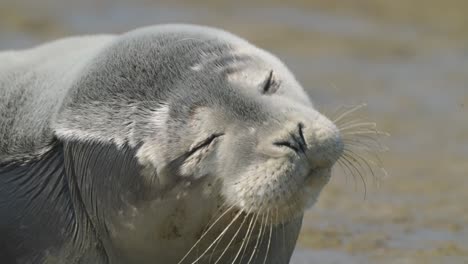 A-closeup-shot-of-a-sleepy-face-of-a-sea-seal-having-a-nap-on-the-shore-of-Texel-Island,-Netherlands