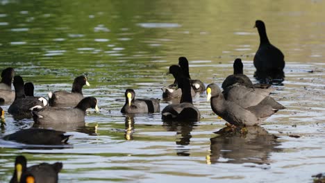 A-raft-of-fulica-leucoptera,-american-mid-sized-white-winged-coot-foraging-and-feeding-on-floating-vegetation-on-a-gentle-river-stream-on-bright-daylight