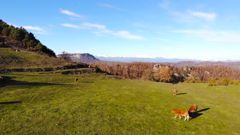 Aerial:-flying-over-meadows-with-some-cows-below-and-the-snow-covered-Pyrenees-in-the-background