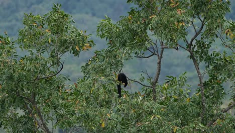 Ardilla-Gigante-Negra,-Ratufa-Bicolor-Vista-En-Una-Rama-Alimentándose-De-Frutas-Mientras-El-Viento-Sopla-Tan-Fuerte-En-El-Dosel-Del-Bosque-En-El-Parque-Nacional-Kaeng-Krachan,-Tailandia