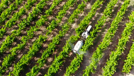 Aerial:-litte-tractor-among-grapevine-and-vineyards
