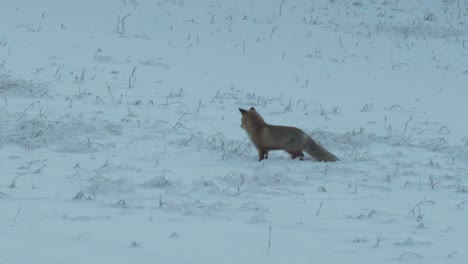 Wild-red-fox-in-snow-covered-landscape-scans-the-area-searching-for-prey