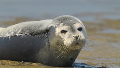 Extremely-zoom-in-close-up-on-a-young-seal-mammal-layed-down-the-sandy-beach-with-funny-face-expression