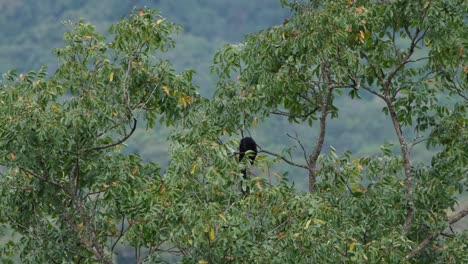 Black-Giant-Squirrel,-Ratufa-bicolor-seen-from-a-distance-reaching-out-for-some-fruits-on-top-of-a-tree-while-on-a-branch-during-a-windy-moment-in-Khao-Yai-National-Park,-Thailand