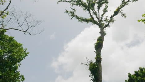 Tiefwinkelaufnahme-Eines-Hohen-Baumes,-Der-Mit-Reben-Bewachsen-Ist,-Neben-Einer-Bananenplantage-Im-Dichten-Dschungel,-Dominikanische-Republik