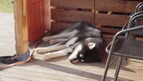 Sleeping-Alaskan-Malamute-On-The-Wooden-Floor-Of-Cabin-On-Sunny-Day