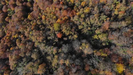 Aerial:-zenital-shot-of-an-autumn-forest-with-trees-in-yellowish-colours