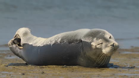 Cute-Seal-On-Beach-Stretching-Flippers,-Closing-Eyes-and-Basking