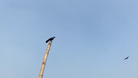 Crow-sat-on-bamboo-stake-and-fly-away
