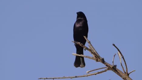 Hermoso-Pájaro-Negro,-Molothrus-Bonariensis-Con-Una-Pluma-Reflectante-Brillante-Parada-En-Una-Rama-De-árbol-Moviendo-Su-Cabeza-Al-Azar,-Explorando-Y-Escaneando-Su-Entorno-Con-Un-Fondo-De-Cielo-Azul-Claro