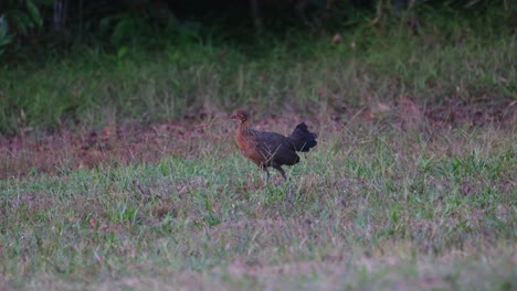Junglefowl,-Gallus-seen-foraging-for-some-seeds-from-the-tips-of-the-grass-while-the-camera-tilts-up-a-little,-Khao-Yai-National-Park,-Thailand
