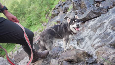 Alaskan-Malamute-With-A-Leash-Holding-By-His-Owner-On-The-Rocky-River-In-Donnmannen,-Norway