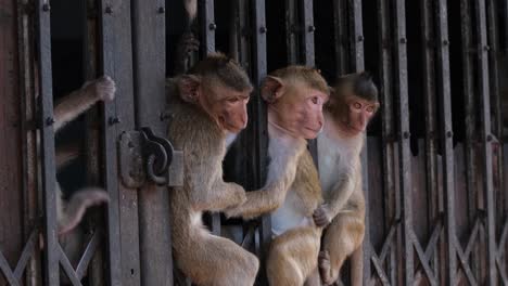 Long-tailed-Macaque,-Macaca-fascicularis-an-individual-licking-and-biting-the-iron-then-goes-in-the-gate-while-the-other-three-monkeys-look-around-a-while-sitting-in-between,-Lop-Buri,-Thailand