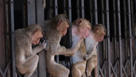 Long-tailed-Macaque,-Macaca-fascicularis-four-individuals-sitting-in-between-this-accordion-gate-as-they-look-towards-the-traffic-while-one-scratches-itself-in-Lop-Buri,-Thailand