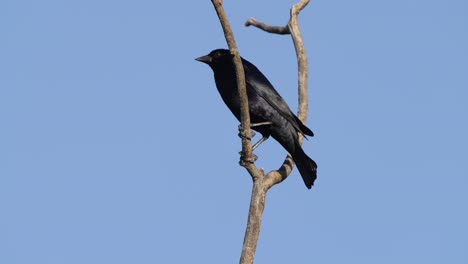 Elegante-Pájaro-Negro,-Molothrus-Bonariensis-Con-Una-Pluma-Brillante-Parada-En-La-Rama-De-Un-árbol-Moviendo-Su-Cabeza-En-Movimiento-Aleatorio,-Buscando-Presas-Potenciales-O-Depredadores-Contra-Un-Fondo-Azul-Claro-Del-Cielo