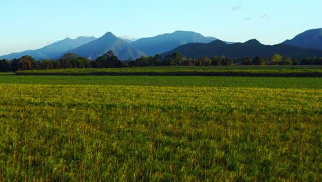Agricultural-Crops-Near-Cairns-Town-With-Scenic-Mountains-At-Background-In-Queensland,-Australia