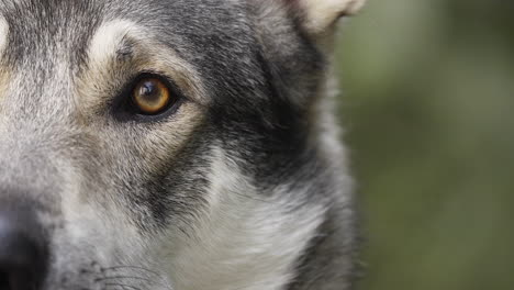 Wolfdog-with-yellow-eyes-with-atentive-expression,-Extreme-Close-up