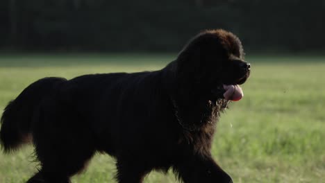 Newfoundland-black-dog-running-on-grass-field,-Tracking-Slow-motion