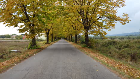 Autumn-road-with-yellow-foliage-trees