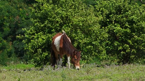 A-horse-with-brown-and-white-spots-grazing-at-a-grassland-during-a-sunny-day-and-bushes-shake-at-the-background-with-the-wind-in-Muak-Klek,-Thailand