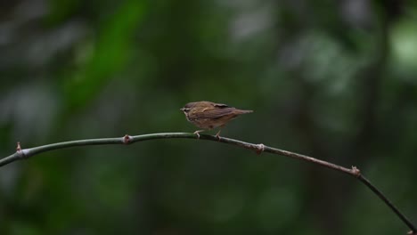 Pale-legged-Leaf-Warbler-Phylloscopus-tenellipes-seen-perched-on-a-bent-bamboo-chirping-and-shaking-then-flies-away-to-the-left,-Chonburi,-Thailand