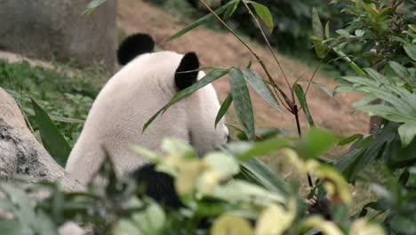 Un-Lindo-Panda-Comiendo-Bambú-En-El-Bosque