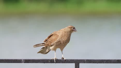 Savage-chimango-caracara,-milvago-chimango-standing-on-the-lakeside-barricade,-wiping-its-beak-against-the-metal-bar-to-clean,-polish-and-sharpen-before-hunting-for-prey-on-a-windy-day