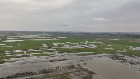 Aerial-slow-motion-shot-of-a-flock-of-birds-flying-over-a-flooded-field-on-a-cloudy-winter-day